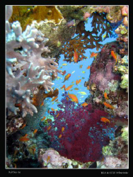 Just beautiful marine life. Canon G10 & Inon D2000 strobe by Bea & Stef Primatesta 